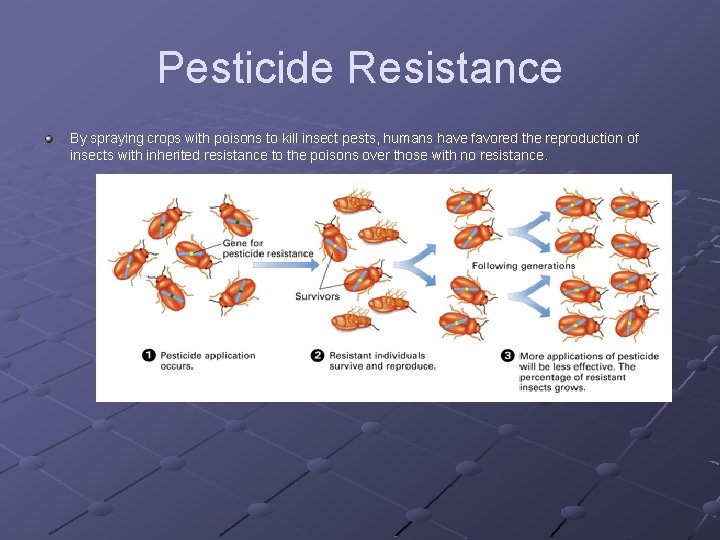 Pesticide Resistance By spraying crops with poisons to kill insect pests, humans have favored