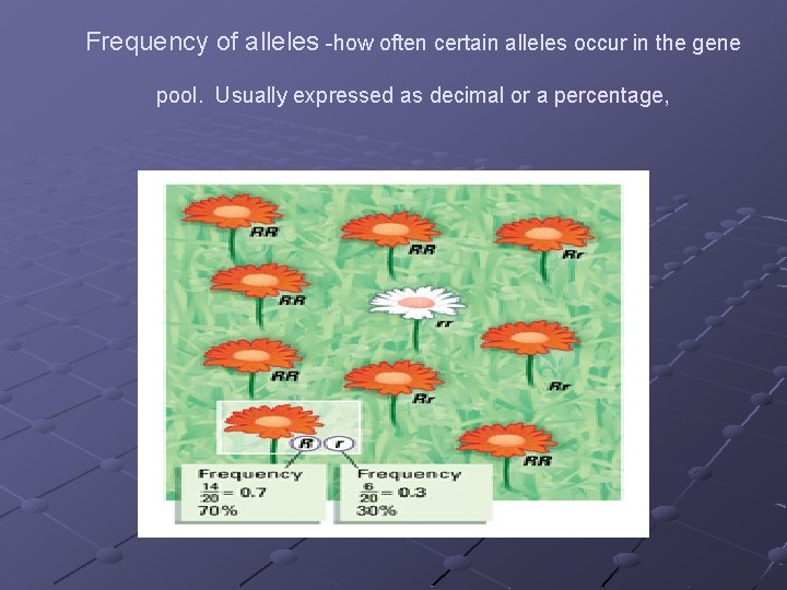 Frequency of alleles -how often certain alleles occur in the gene pool. Usually expressed