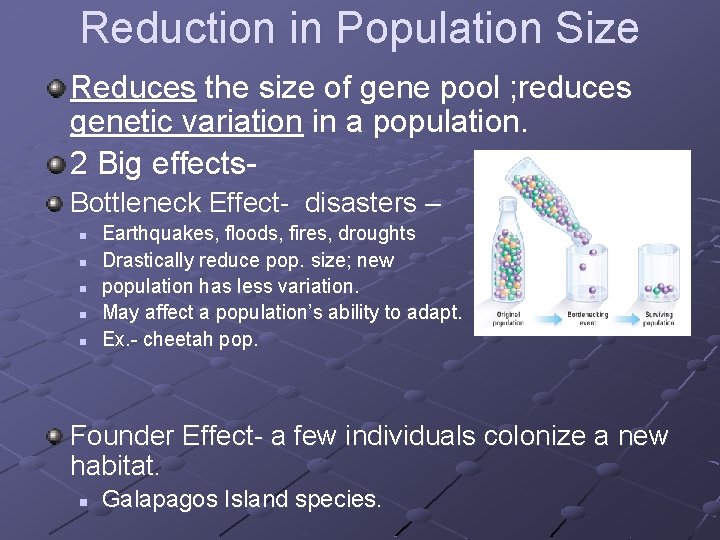 Reduction in Population Size Reduces the size of gene pool ; reduces genetic variation