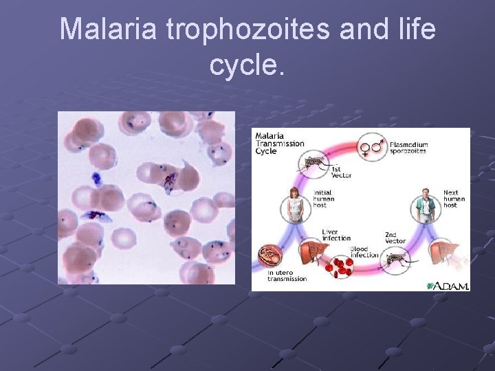 Malaria trophozoites and life cycle. 