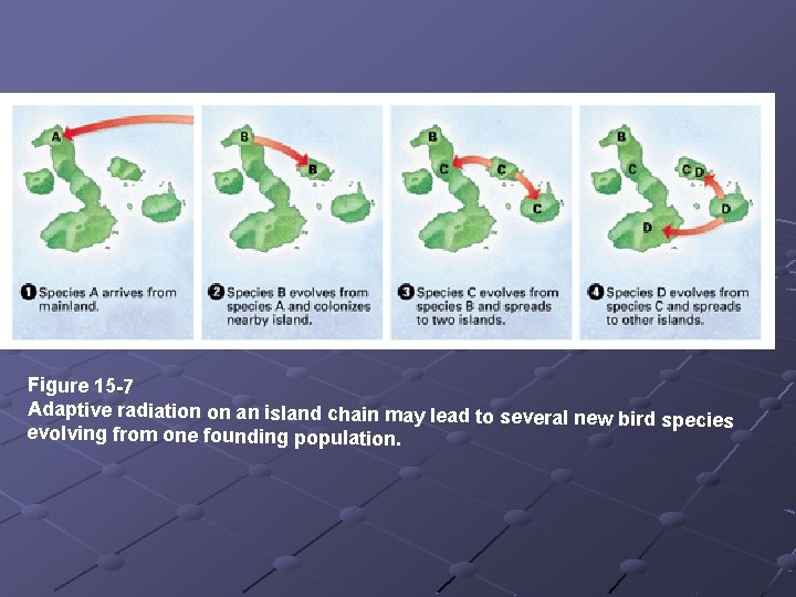 Figure 15 -7 Adaptive radiation on an island chain may lead to several new