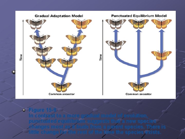  Figure 15 -9 In contrast to a more gradual model of evolution, punctuated