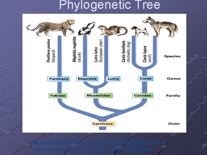 Phylogenetic Tree In a phylogenetic tree, each branch point represents a common ancestor of