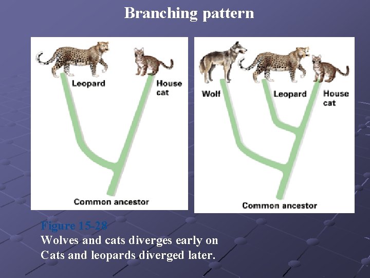  Branching pattern Figure 15 -28 Wolves and cats diverges early on Cats and