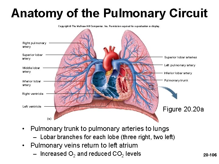 Anatomy of the Pulmonary Circuit Copyright © The Mc. Graw-Hill Companies, Inc. Permission required Anatomy of the Pulmonary Circuit Copyright © The Mc. Graw-Hill Companies, Inc. Permission required