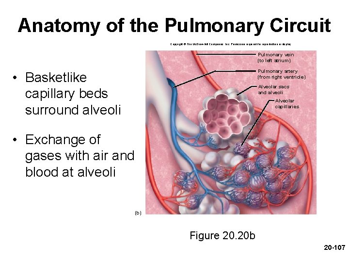 Anatomy of the Pulmonary Circuit Copyright © The Mc. Graw-Hill Companies, Inc. Permission required Anatomy of the Pulmonary Circuit Copyright © The Mc. Graw-Hill Companies, Inc. Permission required