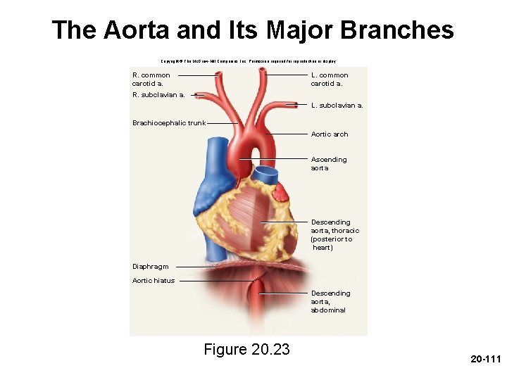 The Aorta and Its Major Branches Copyright © The Mc. Graw-Hill Companies, Inc. Permission The Aorta and Its Major Branches Copyright © The Mc. Graw-Hill Companies, Inc. Permission