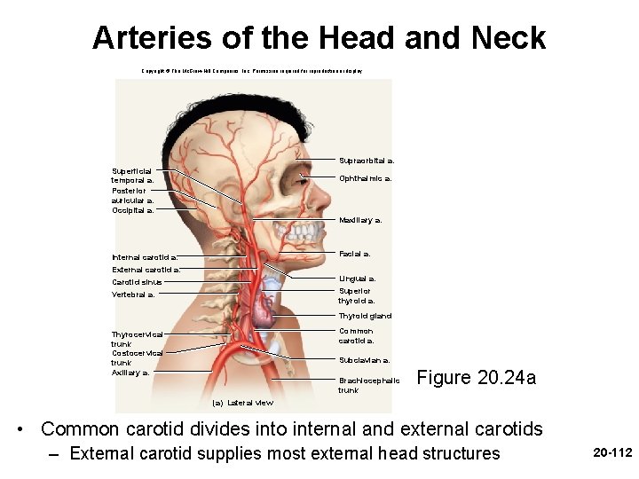 Arteries of the Head and Neck Copyright © The Mc. Graw-Hill Companies, Inc. Permission Arteries of the Head and Neck Copyright © The Mc. Graw-Hill Companies, Inc. Permission