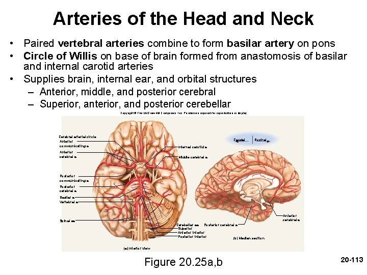 Arteries of the Head and Neck • Paired vertebral arteries combine to form basilar Arteries of the Head and Neck • Paired vertebral arteries combine to form basilar