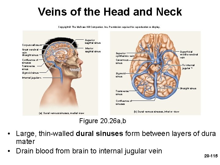 Veins of the Head and Neck Copyright © The Mc. Graw-Hill Companies, Inc. Permission Veins of the Head and Neck Copyright © The Mc. Graw-Hill Companies, Inc. Permission