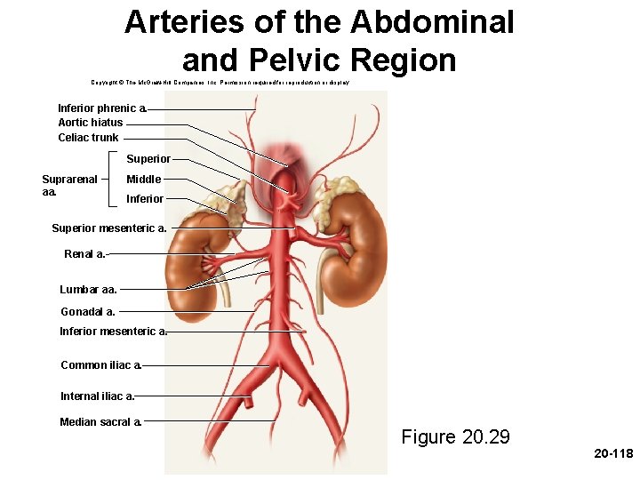 Arteries of the Abdominal and Pelvic Region Copyright © The Mc. Graw-Hill Companies, Inc. Arteries of the Abdominal and Pelvic Region Copyright © The Mc. Graw-Hill Companies, Inc.
