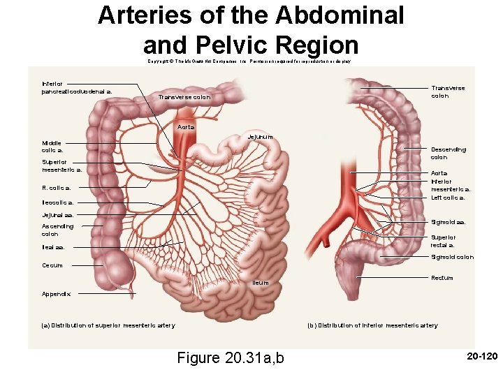 Arteries of the Abdominal and Pelvic Region Copyright © The Mc. Graw-Hill Companies, Inc. Arteries of the Abdominal and Pelvic Region Copyright © The Mc. Graw-Hill Companies, Inc.