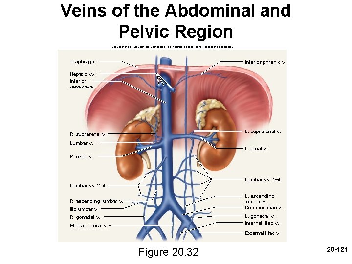 Veins of the Abdominal and Pelvic Region Copyright © The Mc. Graw-Hill Companies, Inc. Veins of the Abdominal and Pelvic Region Copyright © The Mc. Graw-Hill Companies, Inc.