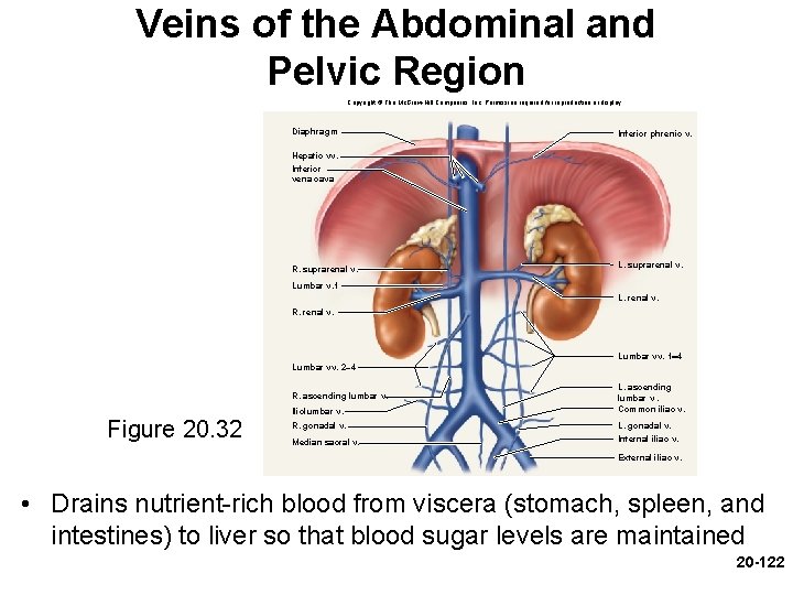 Veins of the Abdominal and Pelvic Region Copyright © The Mc. Graw-Hill Companies, Inc. Veins of the Abdominal and Pelvic Region Copyright © The Mc. Graw-Hill Companies, Inc.