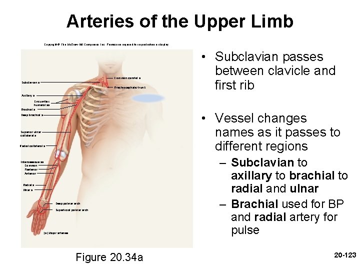 Arteries of the Upper Limb Copyright © The Mc. Graw-Hill Companies, Inc. Permission required Arteries of the Upper Limb Copyright © The Mc. Graw-Hill Companies, Inc. Permission required