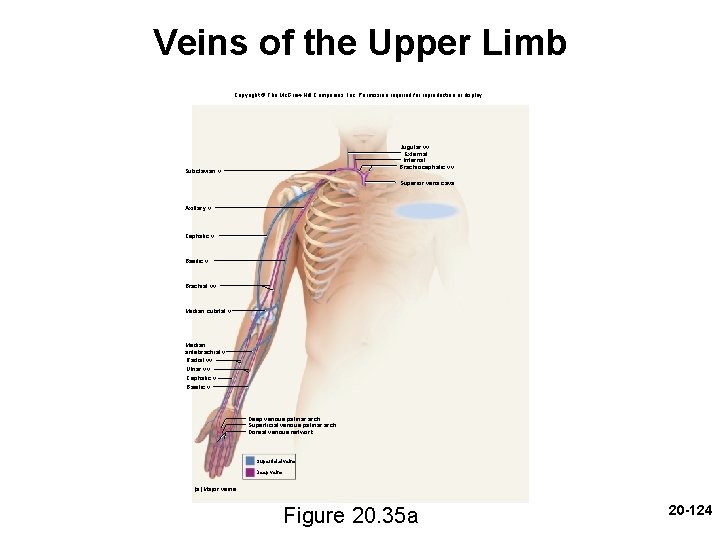 Veins of the Upper Limb Copyright © The Mc. Graw-Hill Companies, Inc. Permission required Veins of the Upper Limb Copyright © The Mc. Graw-Hill Companies, Inc. Permission required