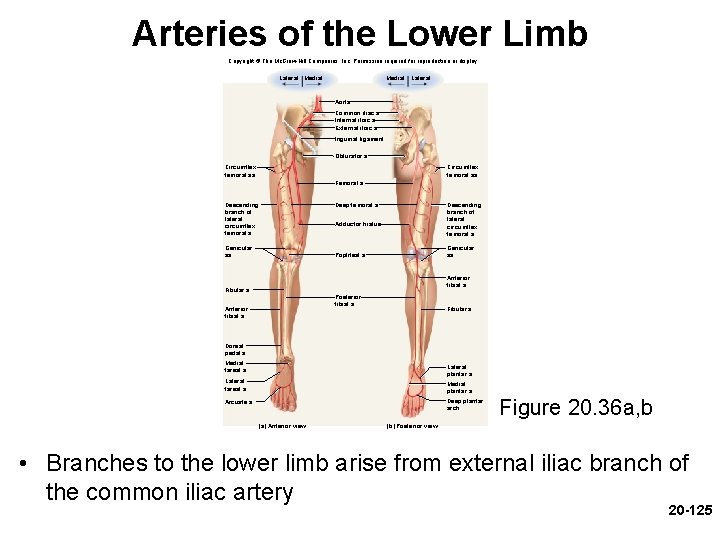 Arteries of the Lower Limb Copyright © The Mc. Graw-Hill Companies, Inc. Permission required Arteries of the Lower Limb Copyright © The Mc. Graw-Hill Companies, Inc. Permission required