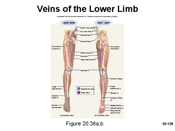 Veins of the Lower Limb Copyright © The Mc. Graw-Hill Companies, Inc. Permission required Veins of the Lower Limb Copyright © The Mc. Graw-Hill Companies, Inc. Permission required