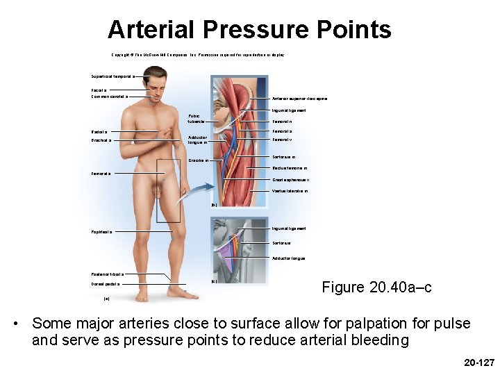 Arterial Pressure Points Copyright © The Mc. Graw-Hill Companies, Inc. Permission required for reproduction Arterial Pressure Points Copyright © The Mc. Graw-Hill Companies, Inc. Permission required for reproduction