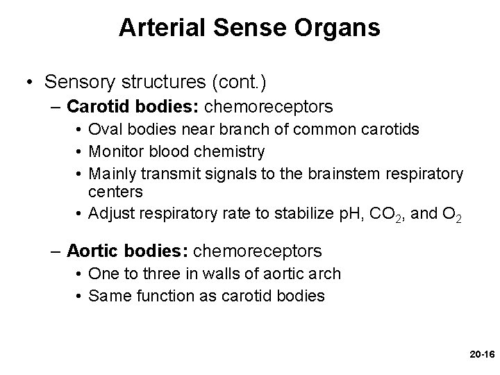 Arterial Sense Organs • Sensory structures (cont. ) – Carotid bodies: chemoreceptors • Oval Arterial Sense Organs • Sensory structures (cont. ) – Carotid bodies: chemoreceptors • Oval