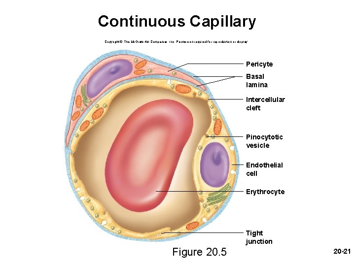 Continuous Capillary Copyright © The Mc. Graw-Hill Companies, Inc. Permission required for reproduction or Continuous Capillary Copyright © The Mc. Graw-Hill Companies, Inc. Permission required for reproduction or