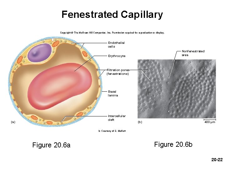 Fenestrated Capillary Copyright © The Mc. Graw-Hill Companies, Inc. Permission required for reproduction or Fenestrated Capillary Copyright © The Mc. Graw-Hill Companies, Inc. Permission required for reproduction or