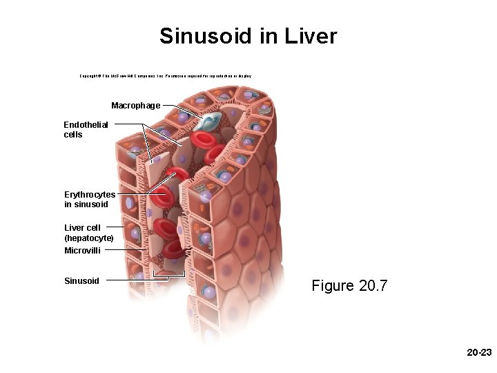 Sinusoid in Liver Copyright © The Mc. Graw-Hill Companies, Inc. Permission required for reproduction Sinusoid in Liver Copyright © The Mc. Graw-Hill Companies, Inc. Permission required for reproduction