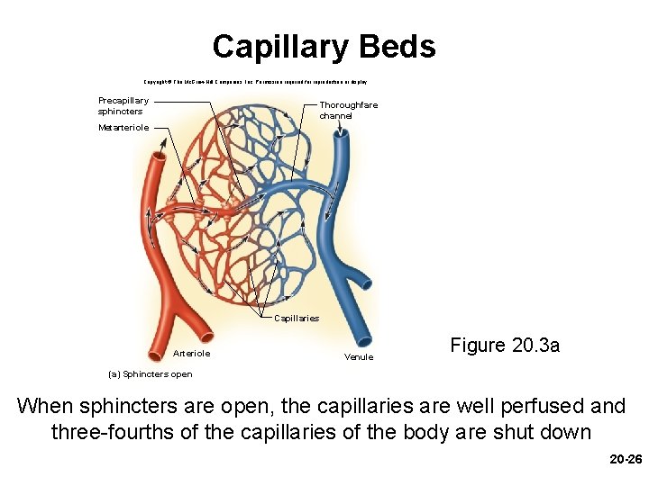 Capillary Beds Copyright © The Mc. Graw-Hill Companies, Inc. Permission required for reproduction or Capillary Beds Copyright © The Mc. Graw-Hill Companies, Inc. Permission required for reproduction or