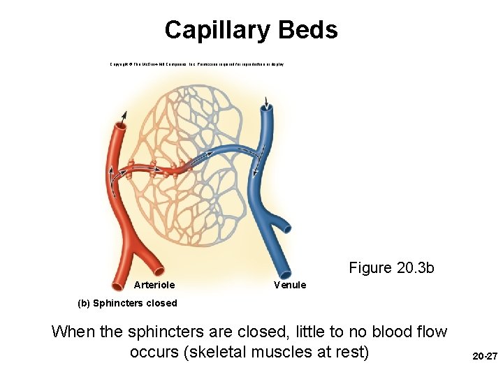 Capillary Beds Copyright © The Mc. Graw-Hill Companies, Inc. Permission required for reproduction or Capillary Beds Copyright © The Mc. Graw-Hill Companies, Inc. Permission required for reproduction or