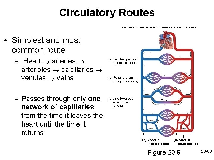 Circulatory Routes Copyright © The Mc. Graw-Hill Companies, Inc. Permission required for reproduction or Circulatory Routes Copyright © The Mc. Graw-Hill Companies, Inc. Permission required for reproduction or
