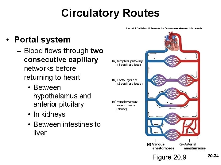 Circulatory Routes Copyright © The Mc. Graw-Hill Companies, Inc. Permission required for reproduction or Circulatory Routes Copyright © The Mc. Graw-Hill Companies, Inc. Permission required for reproduction or