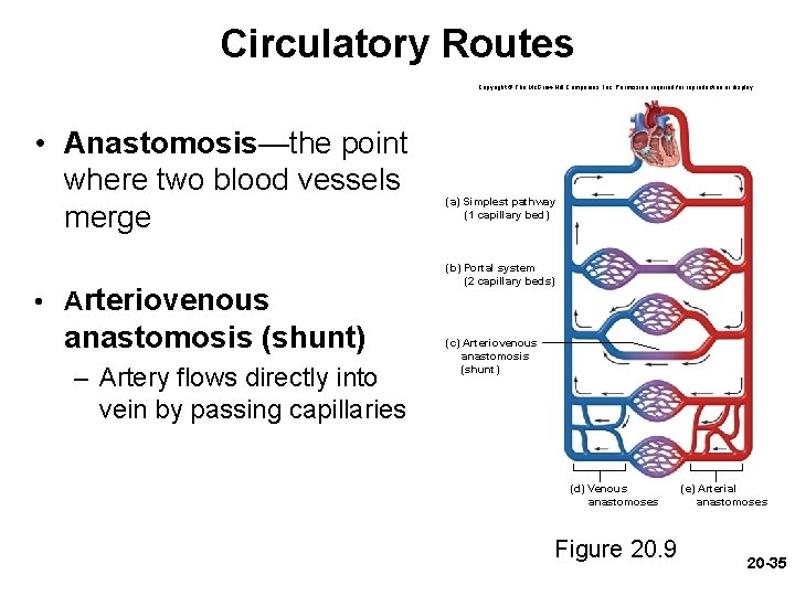 Circulatory Routes Copyright © The Mc. Graw-Hill Companies, Inc. Permission required for reproduction or Circulatory Routes Copyright © The Mc. Graw-Hill Companies, Inc. Permission required for reproduction or