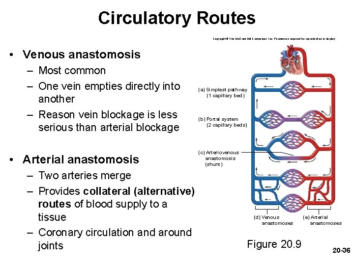 Circulatory Routes Copyright © The Mc. Graw-Hill Companies, Inc. Permission required for reproduction or Circulatory Routes Copyright © The Mc. Graw-Hill Companies, Inc. Permission required for reproduction or
