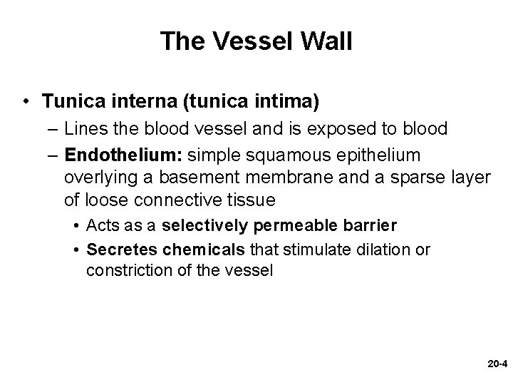 The Vessel Wall • Tunica interna (tunica intima) – Lines the blood vessel and The Vessel Wall • Tunica interna (tunica intima) – Lines the blood vessel and