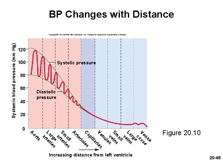 BP Changes with Distance Systemic blood pressure (mm Hg) Copyright © The Mc. Graw-Hill BP Changes with Distance Systemic blood pressure (mm Hg) Copyright © The Mc. Graw-Hill