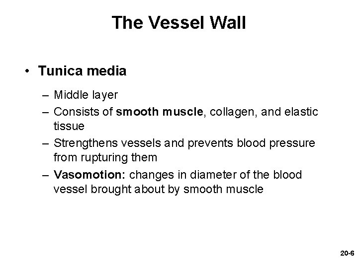 The Vessel Wall • Tunica media – Middle layer – Consists of smooth muscle, The Vessel Wall • Tunica media – Middle layer – Consists of smooth muscle,