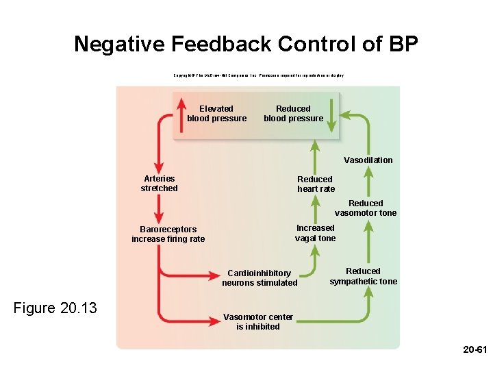 Negative Feedback Control of BP Copyright © The Mc. Graw-Hill Companies, Inc. Permission required Negative Feedback Control of BP Copyright © The Mc. Graw-Hill Companies, Inc. Permission required