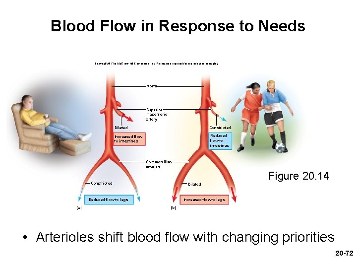Blood Flow in Response to Needs Copyright © The Mc. Graw-Hill Companies, Inc. Permission Blood Flow in Response to Needs Copyright © The Mc. Graw-Hill Companies, Inc. Permission