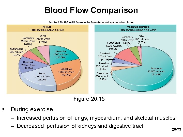 Blood Flow Comparison Copyright © The Mc. Graw-Hill Companies, Inc. Permission required for reproduction Blood Flow Comparison Copyright © The Mc. Graw-Hill Companies, Inc. Permission required for reproduction