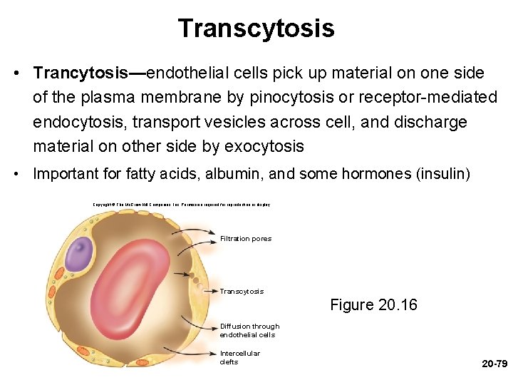 Transcytosis • Trancytosis—endothelial cells pick up material on one side of the plasma membrane Transcytosis • Trancytosis—endothelial cells pick up material on one side of the plasma membrane