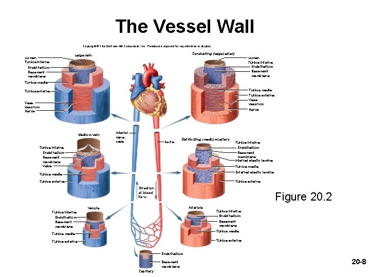 The Vessel Wall Copyright © The Mc. Graw-Hill Companies, Inc. Permission required for reproduction The Vessel Wall Copyright © The Mc. Graw-Hill Companies, Inc. Permission required for reproduction