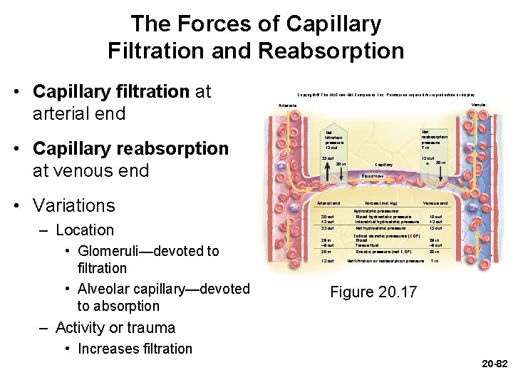 The Forces of Capillary Filtration and Reabsorption • Capillary filtration at arterial end • The Forces of Capillary Filtration and Reabsorption • Capillary filtration at arterial end •