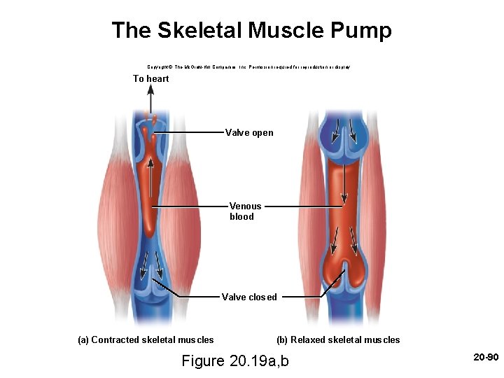 The Skeletal Muscle Pump Copyright © The Mc. Graw-Hill Companies, Inc. Permission required for The Skeletal Muscle Pump Copyright © The Mc. Graw-Hill Companies, Inc. Permission required for