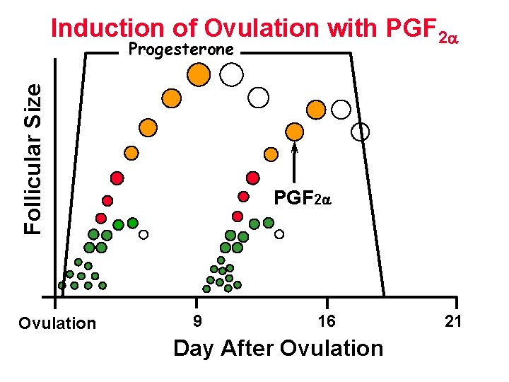 Induction of Ovulation with PGF 2 Follicular Size Progesterone Ovulation PGF 2 9 16 Induction of Ovulation with PGF 2 Follicular Size Progesterone Ovulation PGF 2 9 16
