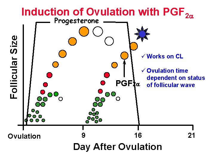 Induction of Ovulation with PGF 2 Follicular Size Progesterone Ovulation ü Works on CL Induction of Ovulation with PGF 2 Follicular Size Progesterone Ovulation ü Works on CL