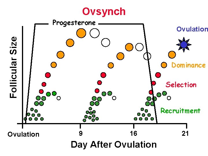 Ovsynch Progesterone Follicular Size Ovulation Dominance Selection Recruitment Ovulation 9 16 Day After Ovulation Ovsynch Progesterone Follicular Size Ovulation Dominance Selection Recruitment Ovulation 9 16 Day After Ovulation