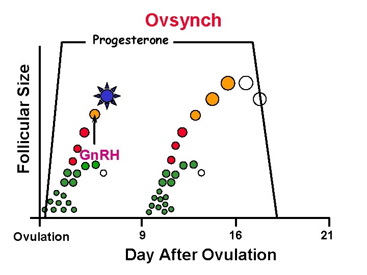 Ovsynch Follicular Size Progesterone Ovulation Gn. RH 9 16 Day After Ovulation 21 Ovsynch Follicular Size Progesterone Ovulation Gn. RH 9 16 Day After Ovulation 21