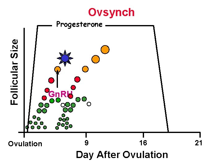 Ovsynch Follicular Size Progesterone Ovulation Gn. RH 9 16 Day After Ovulation 21 Ovsynch Follicular Size Progesterone Ovulation Gn. RH 9 16 Day After Ovulation 21