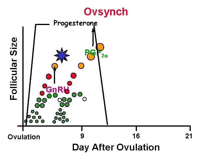 Ovsynch Follicular Size Progesterone Ovulation PGF 2 Gn. RH 9 16 Day After Ovulation Ovsynch Follicular Size Progesterone Ovulation PGF 2 Gn. RH 9 16 Day After Ovulation