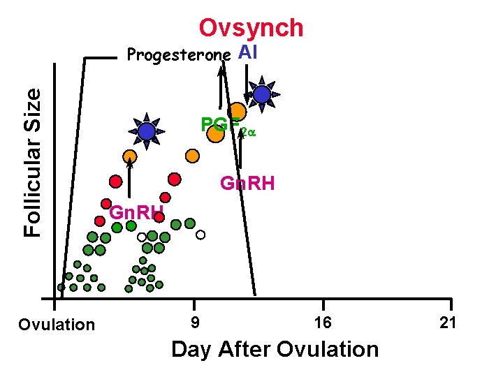 Ovsynch Follicular Size Progesterone AI Ovulation PGF 2 Gn. RH 9 16 Day After Ovsynch Follicular Size Progesterone AI Ovulation PGF 2 Gn. RH 9 16 Day After